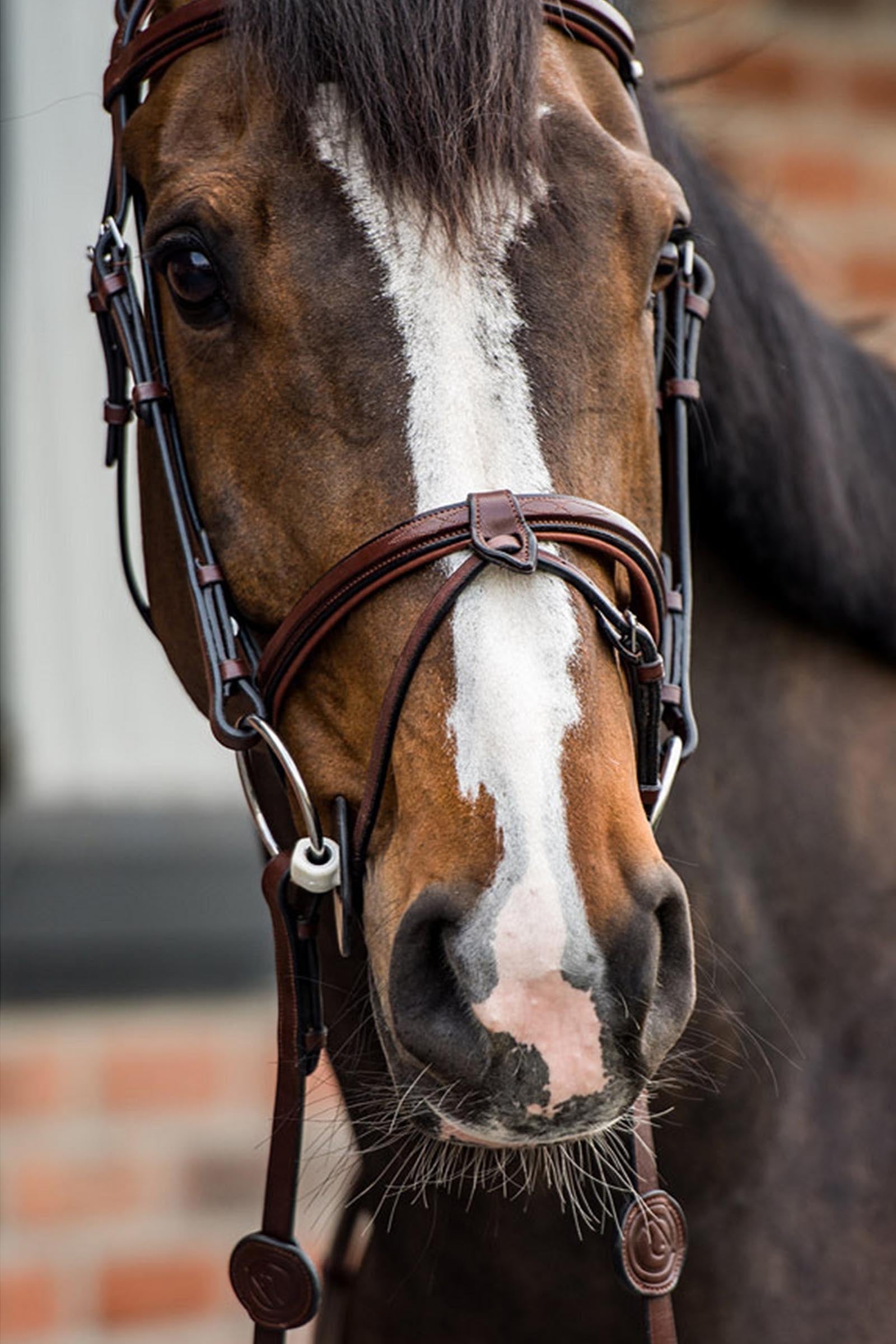 Trust Equestrian Geneva Combined Noseband Bridle Bridles & Reins
