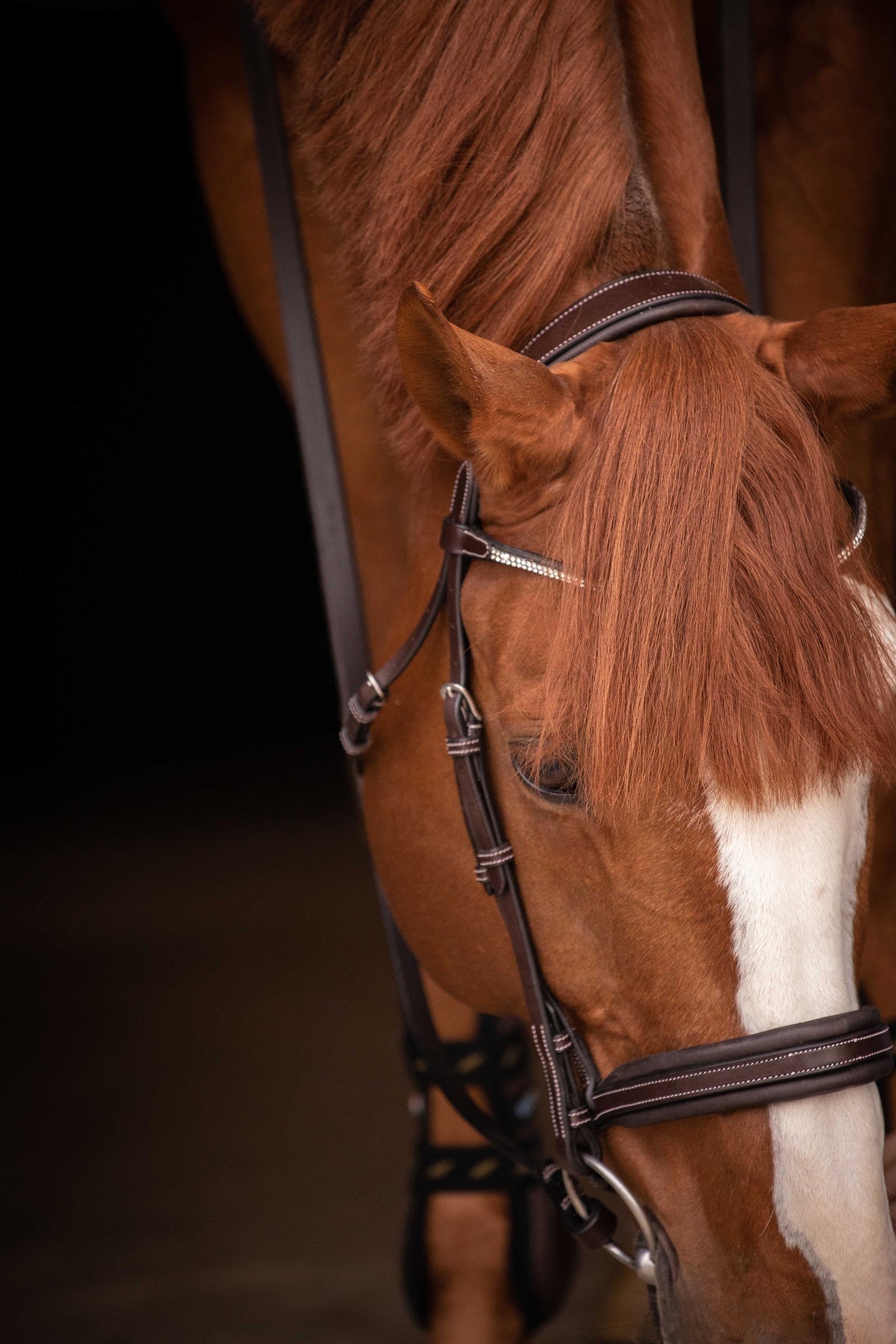 PENELOPE Daily Strass Bridle Bridles & Reins