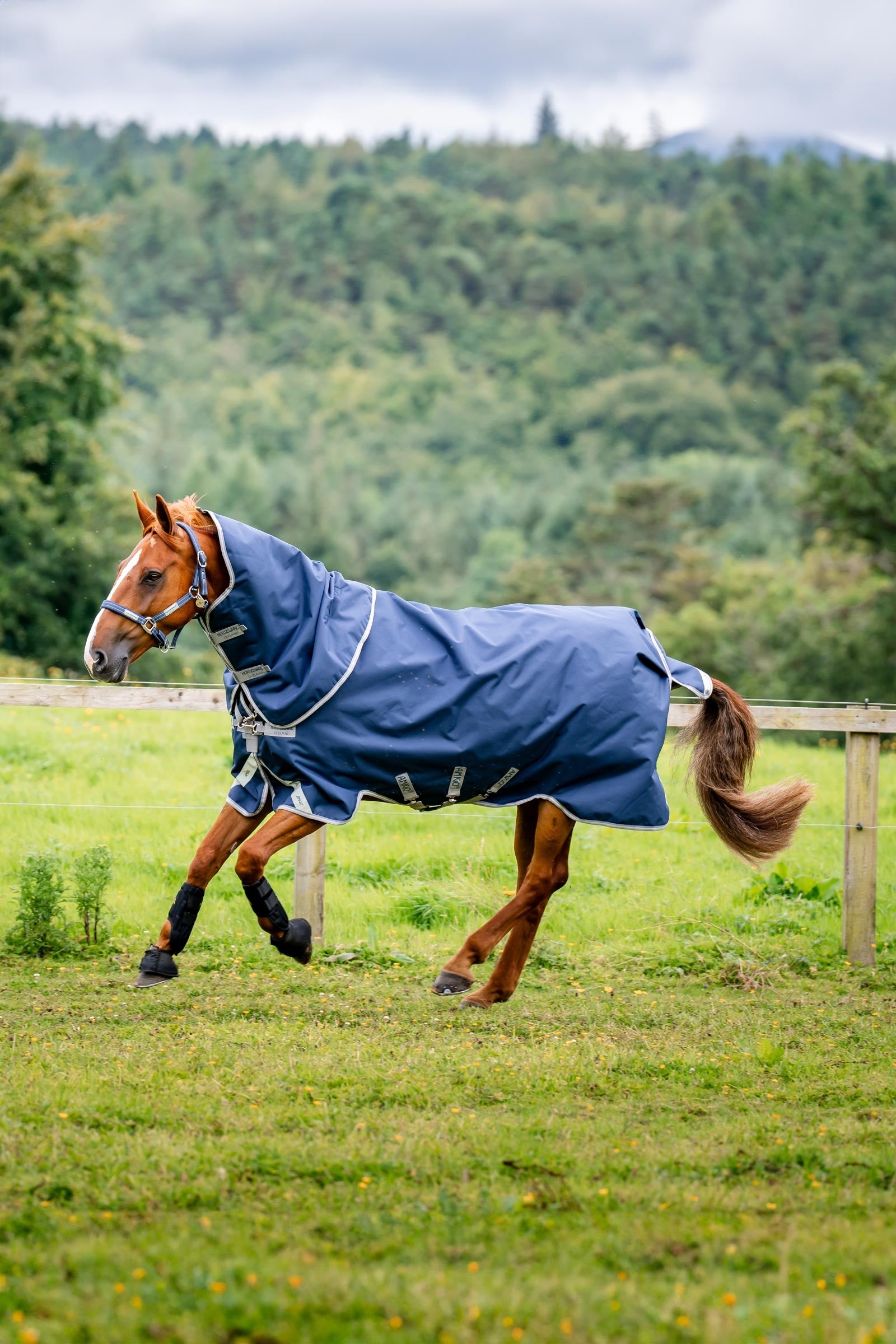 Horseware Amigo Bravo 12 Plus 100g Horse Rugs