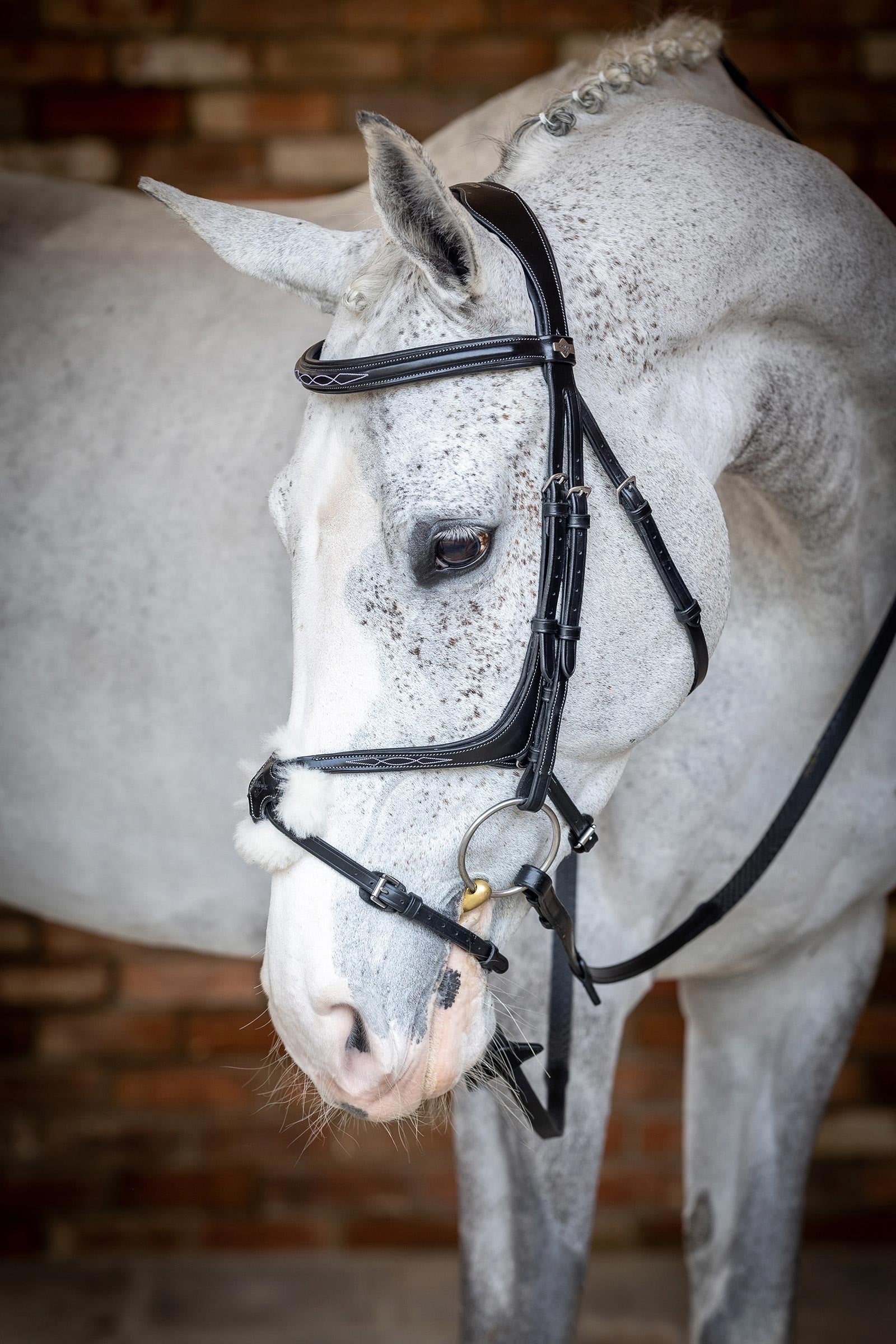 LeMieux Kudos Grackle Bridle Bridles & Reins
