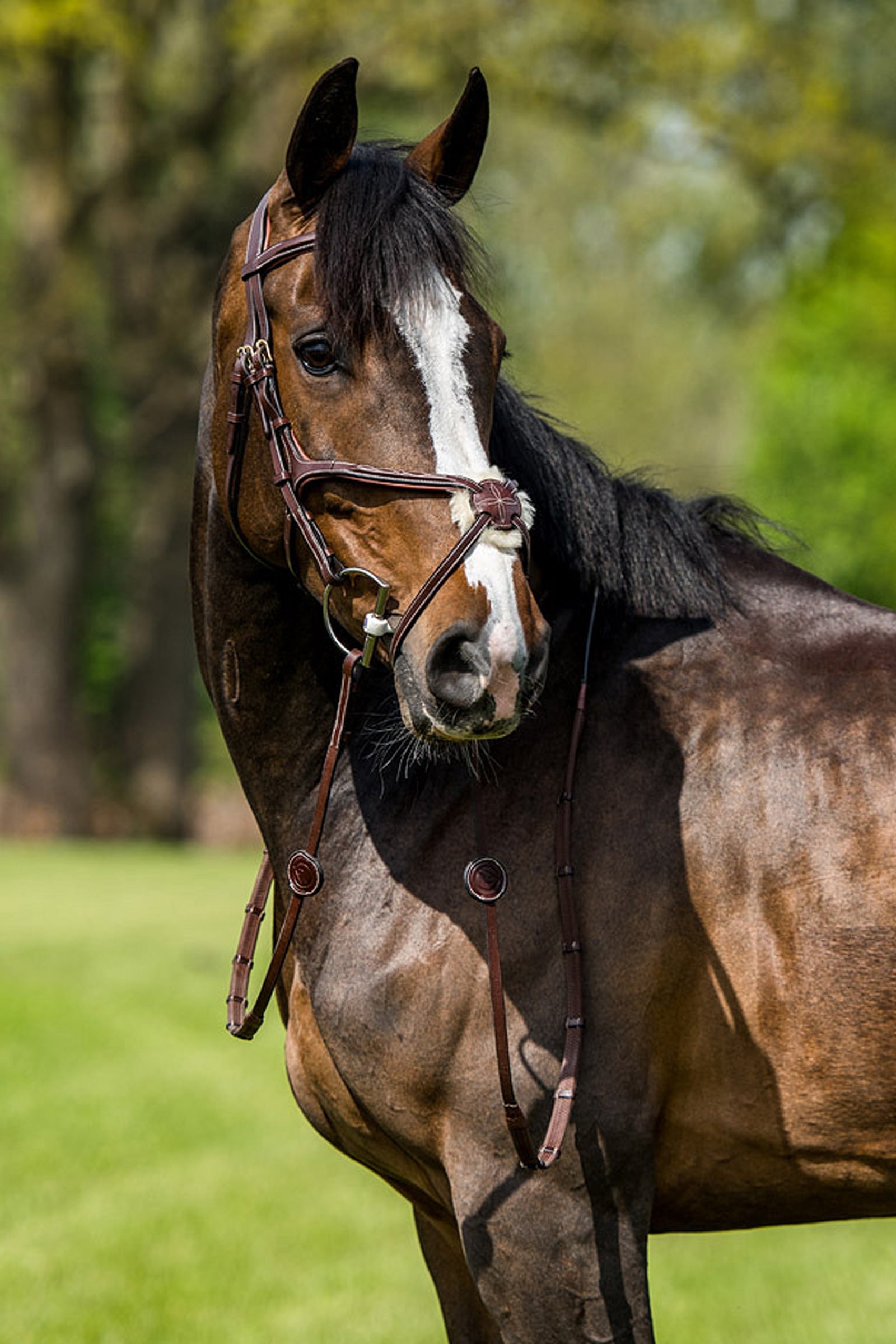 Trust Equestrian Oslo Mexican Noseband Bridle Bridles & Reins