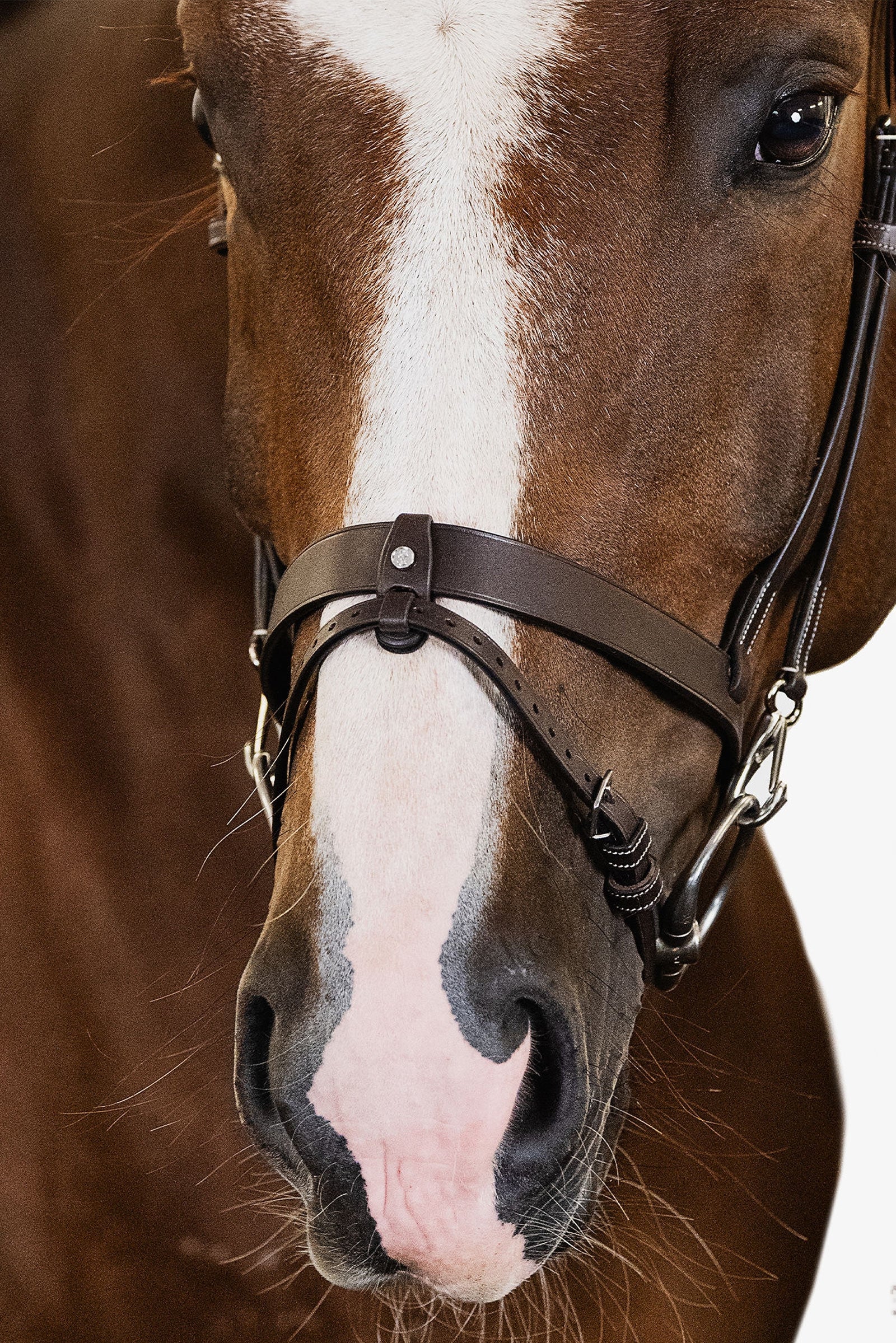 PS of Sweden London Bridle Bridles & Reins