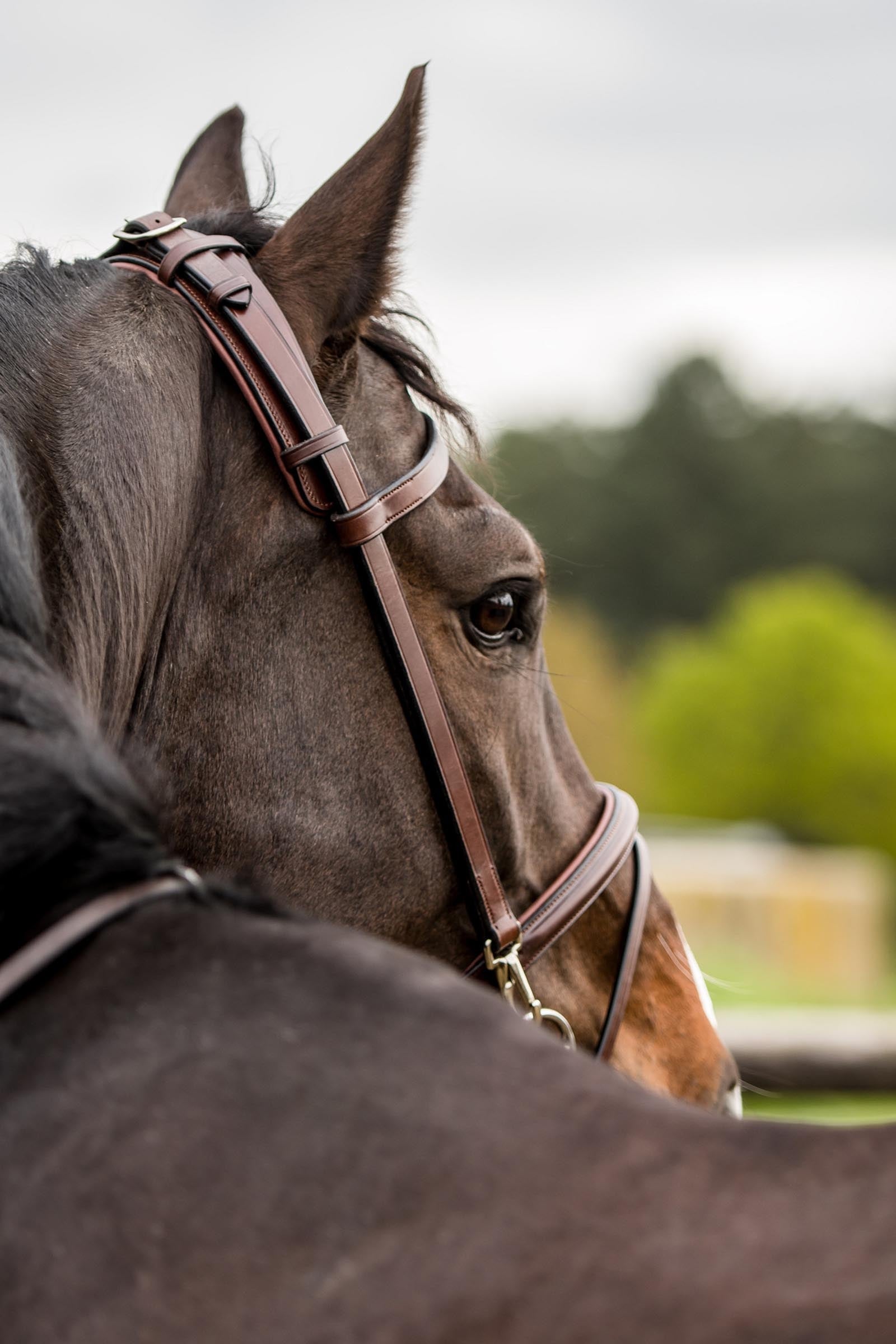 Trust Equestrian Hamburg Training Bridle W Padding & Rubber Reins Bridles & Reins