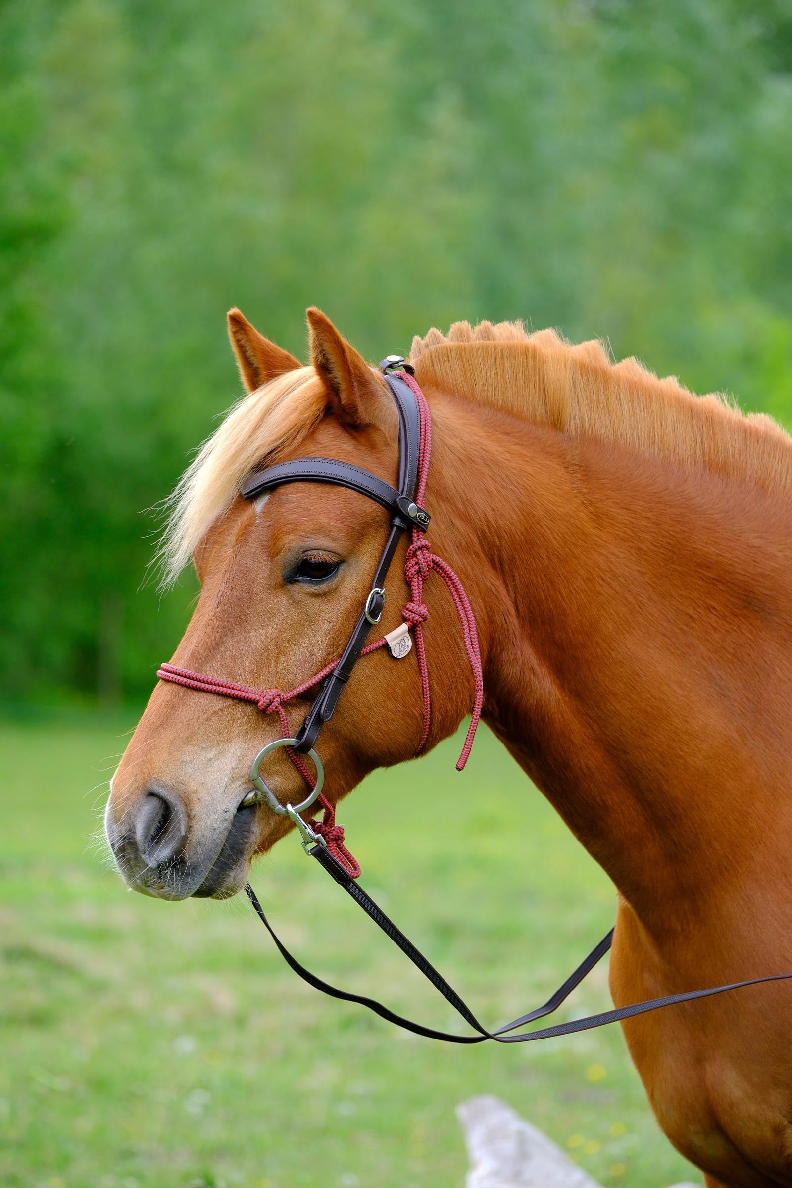 F.R.A. Freedom Riding Articles Campari Combined Bridle, Without Bit Bridles & Reins