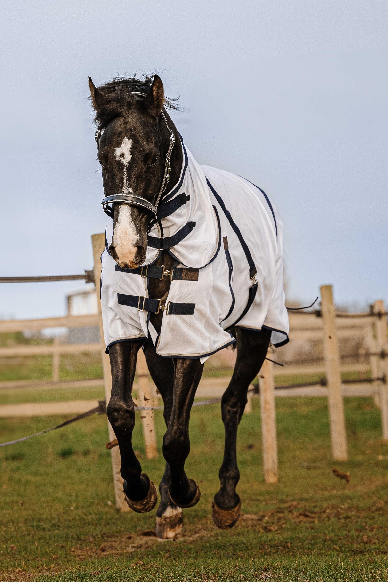 Equi Theme EQUITHÈME Mesh Combo Anti-Insect Sheet Horse Rugs