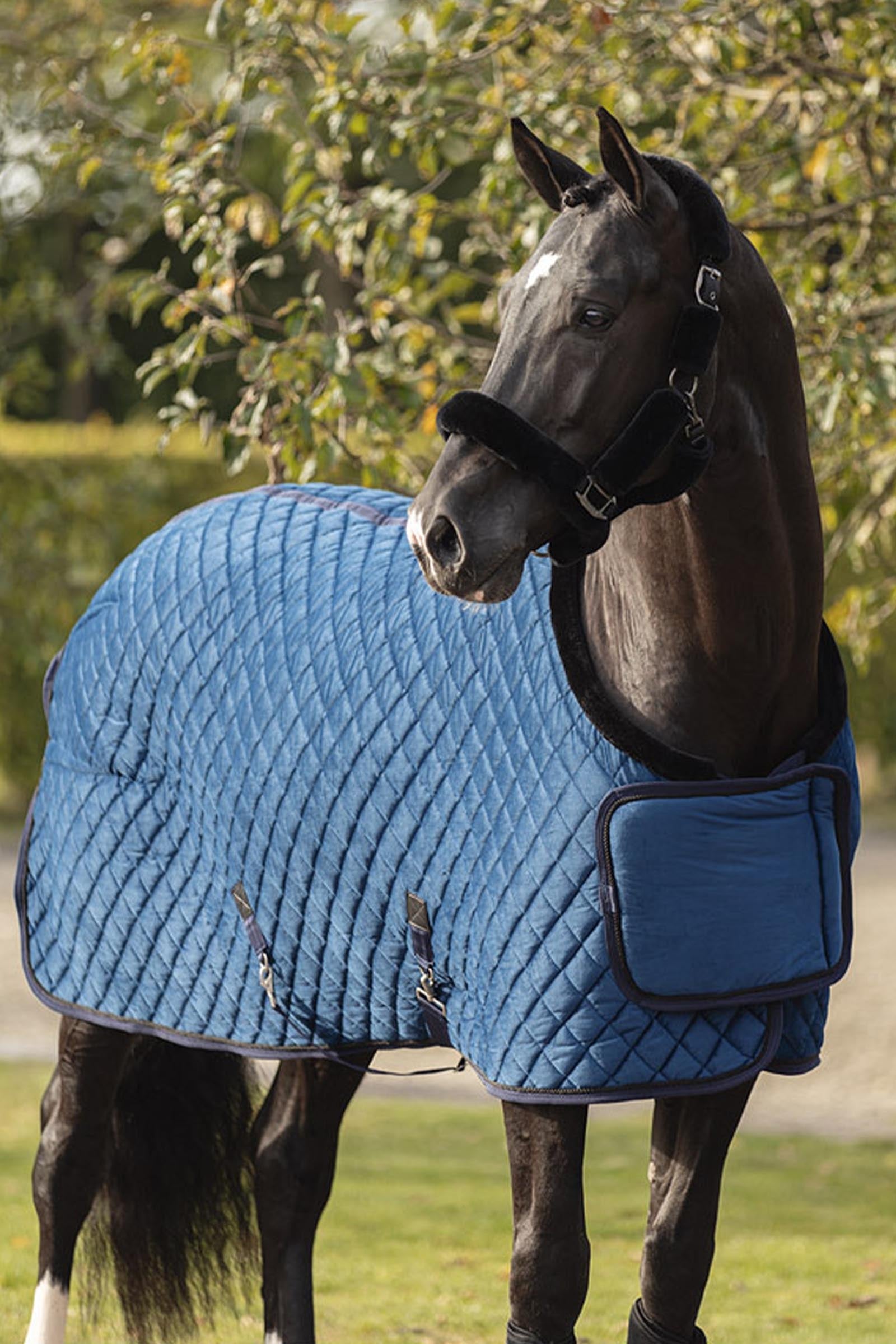 Anky ANKY Velvet Show Rug, 350 g Horse Rugs