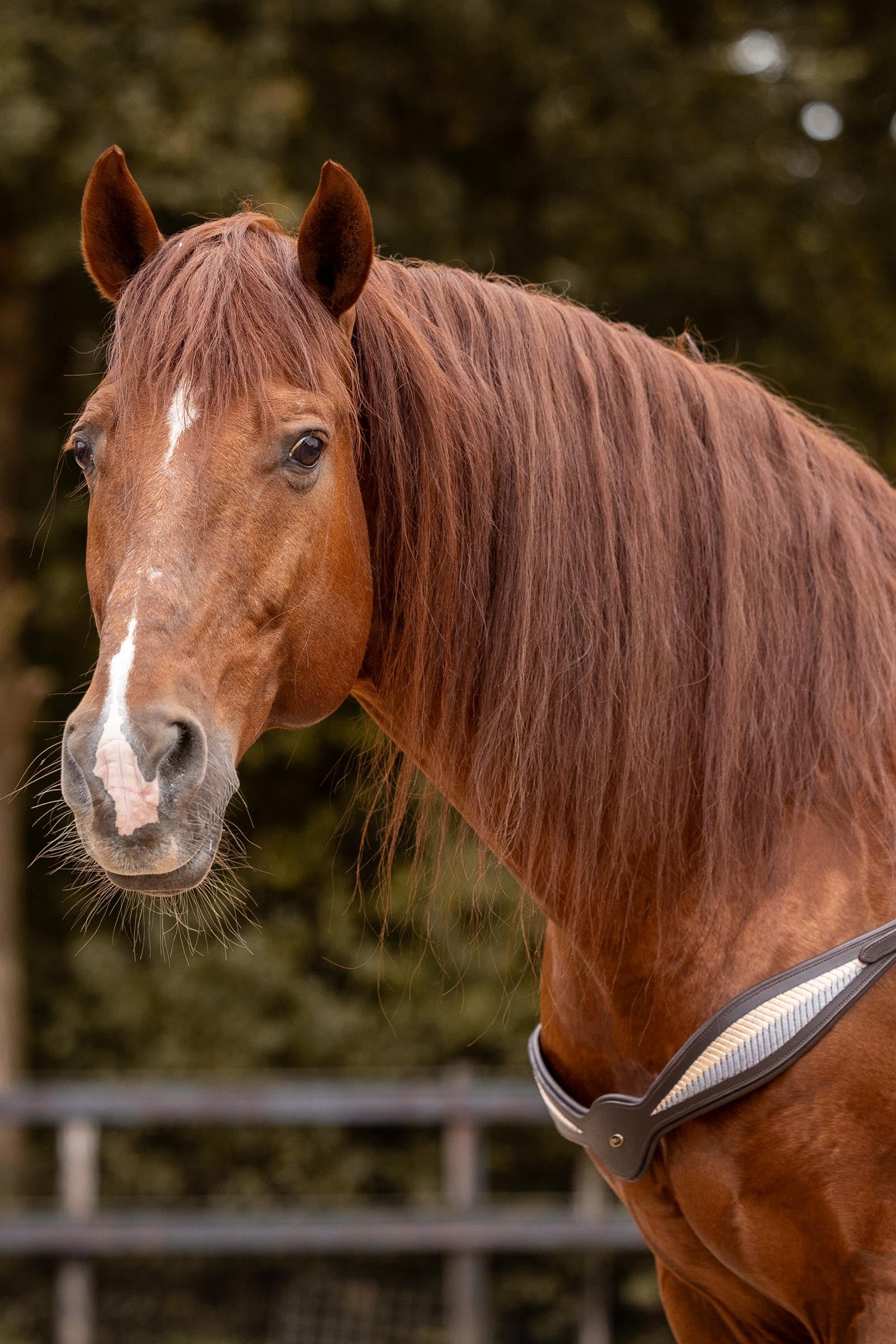 F.R.A. Freedom Riding Articles Whisper Leather Riding Balance Reins Bridles & Reins