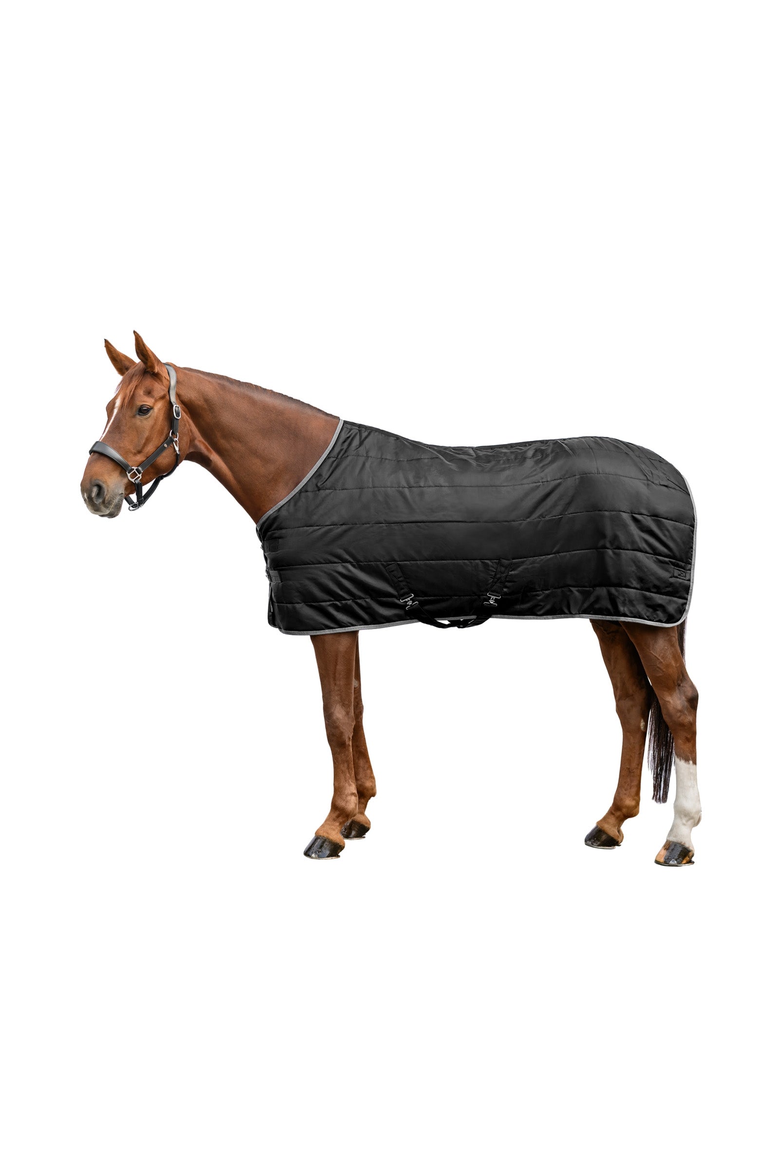 Waldhausen ECONOMIC 420D Stable Rug, 300 g Horse Rugs
