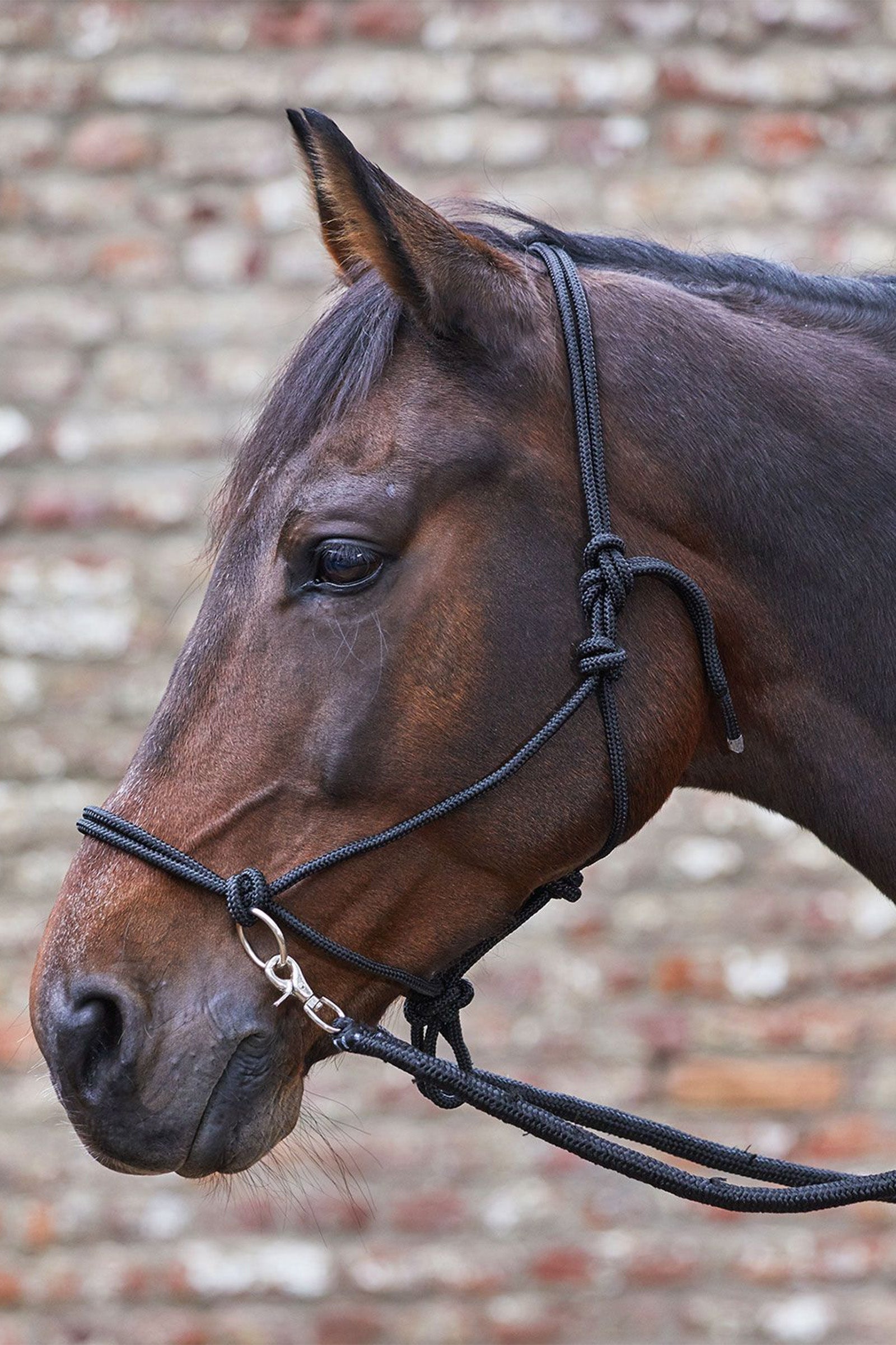 Waldhausen knotted halter with reins Halters & Leads