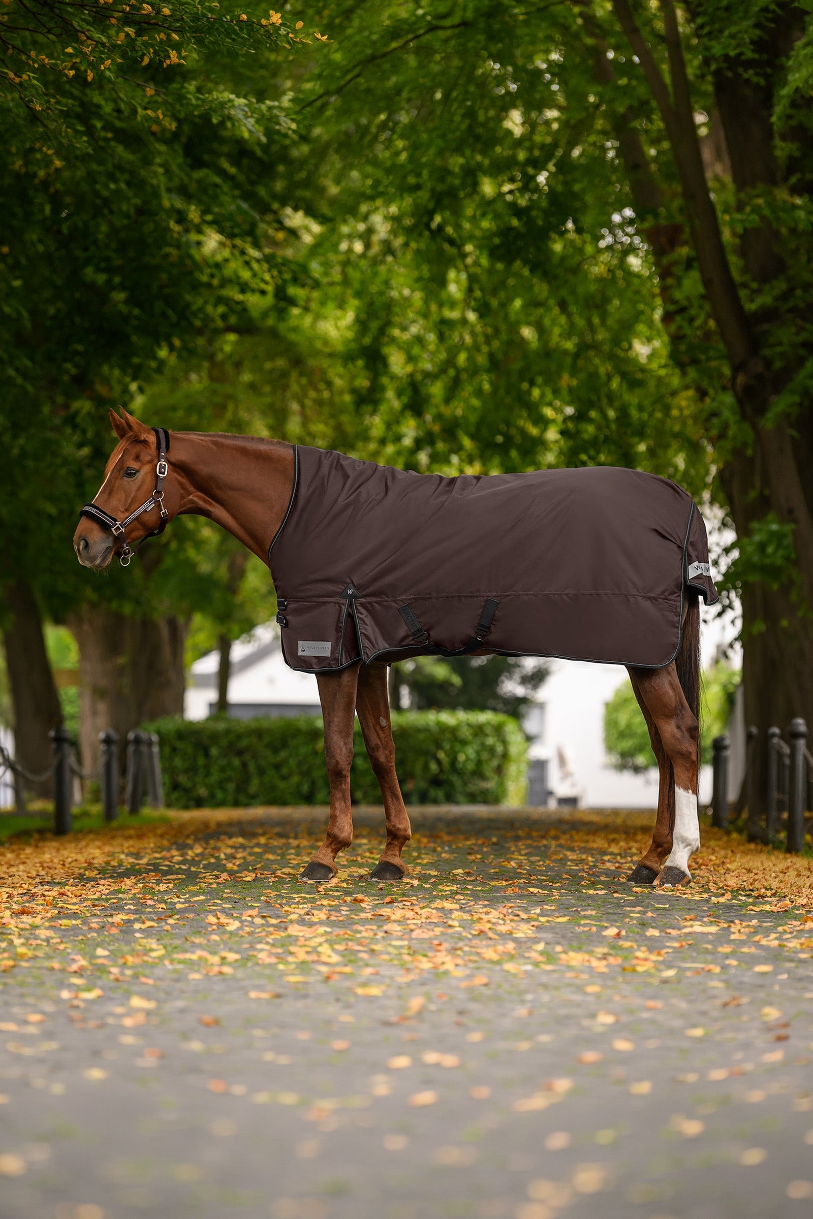 Waldhausen ARCTIC Outdoor Rug High Neck, 200 g Horse Rugs