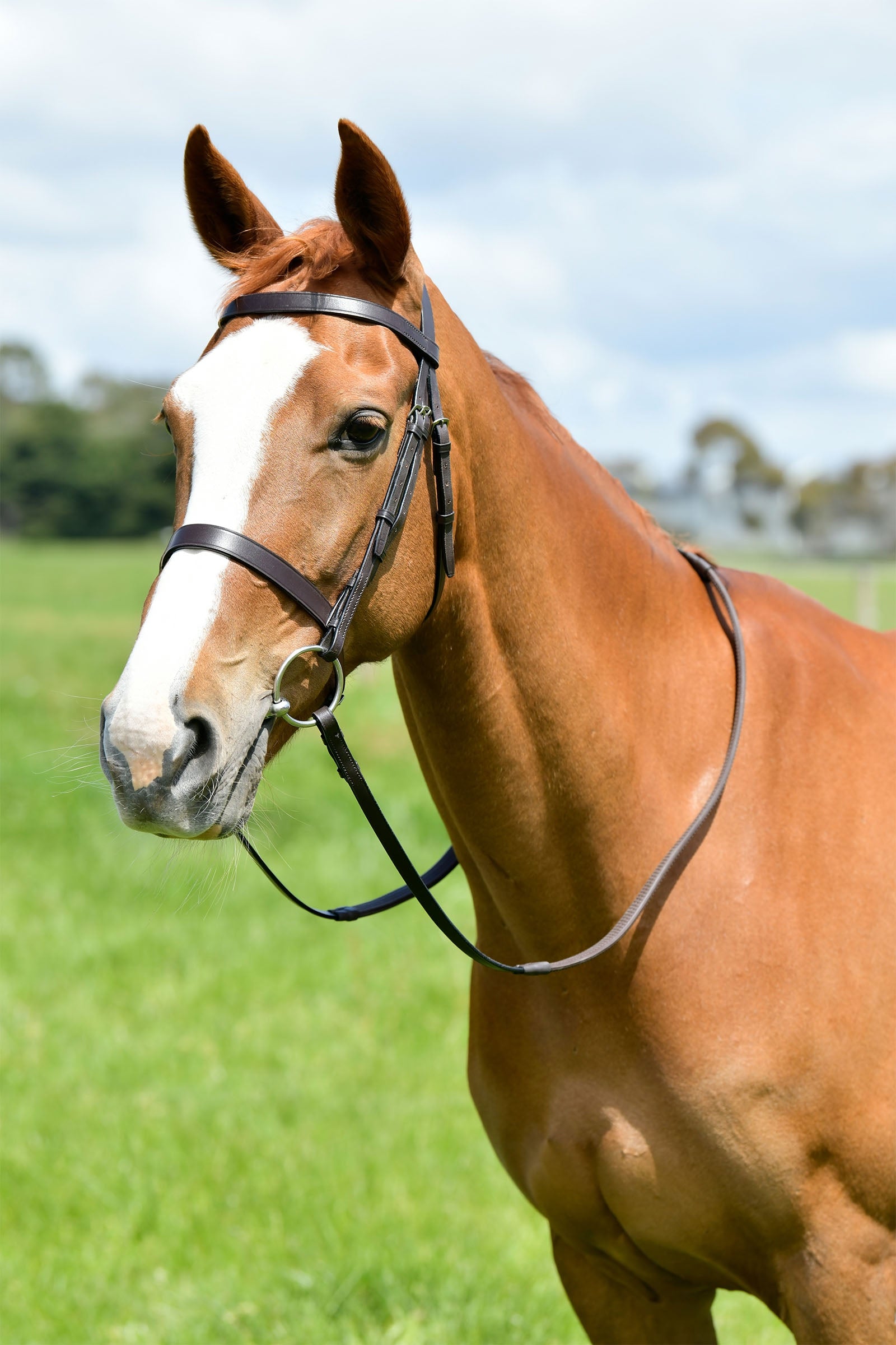 Kincade Classic Flat Hunt Bridle With Reins Bridles & Reins