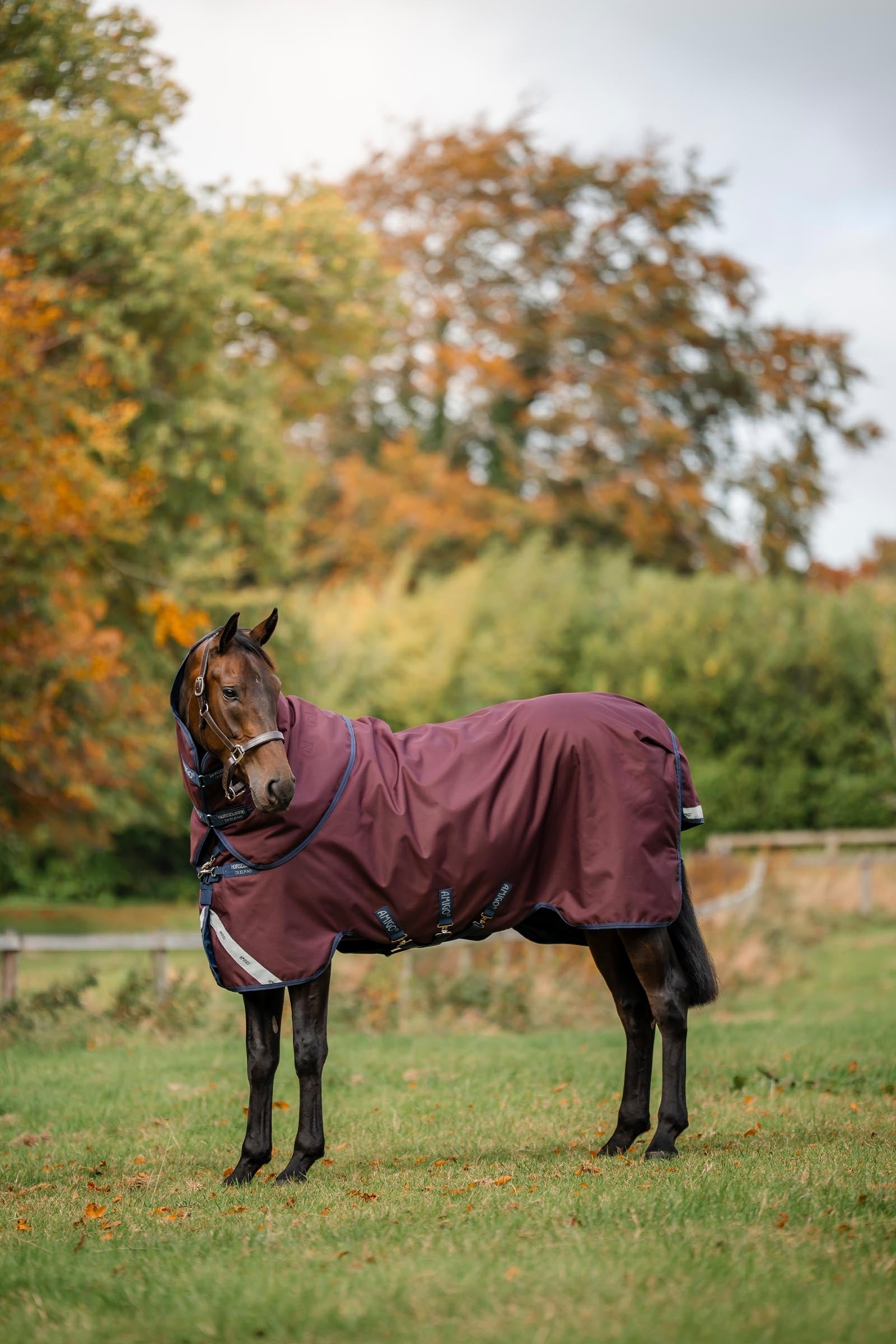 Horseware Amigo Bravo 12 Plus Turnout Rug, 250 g Horse Rugs