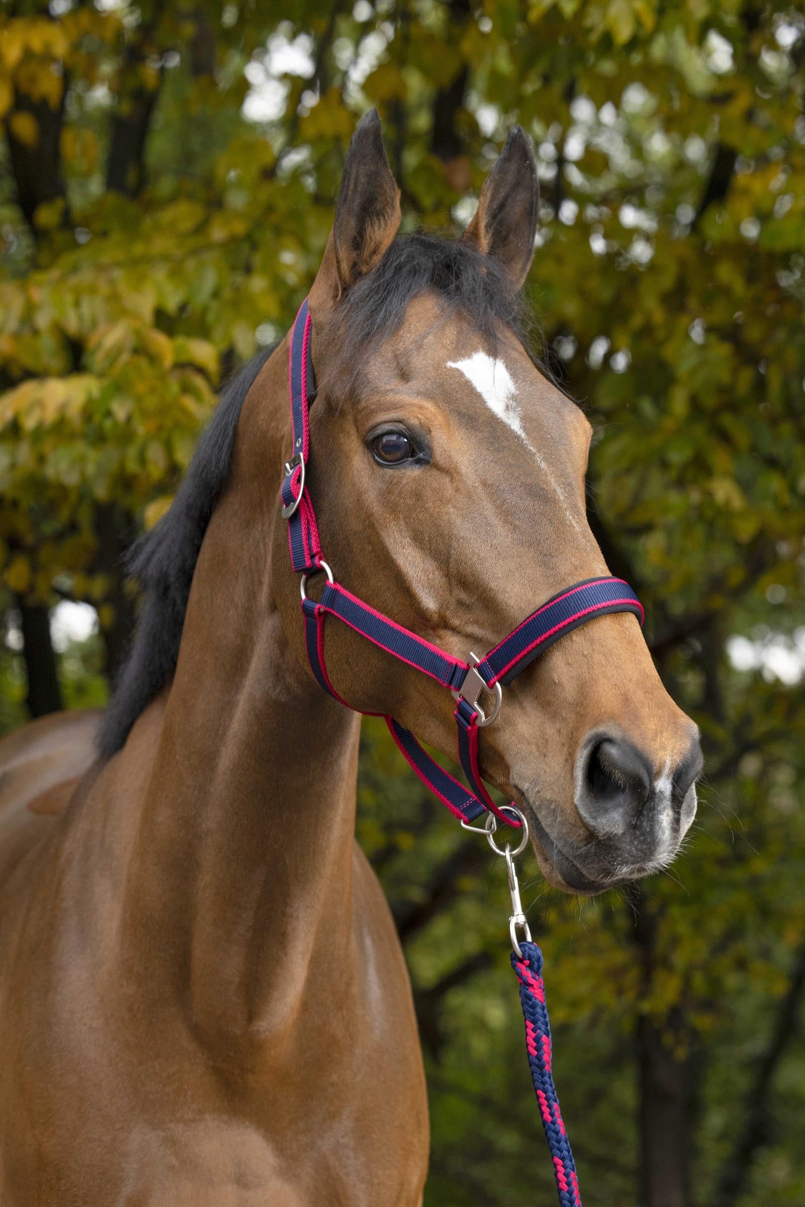 EQUITHÈME Satin Halter + Lead Halters & Leads