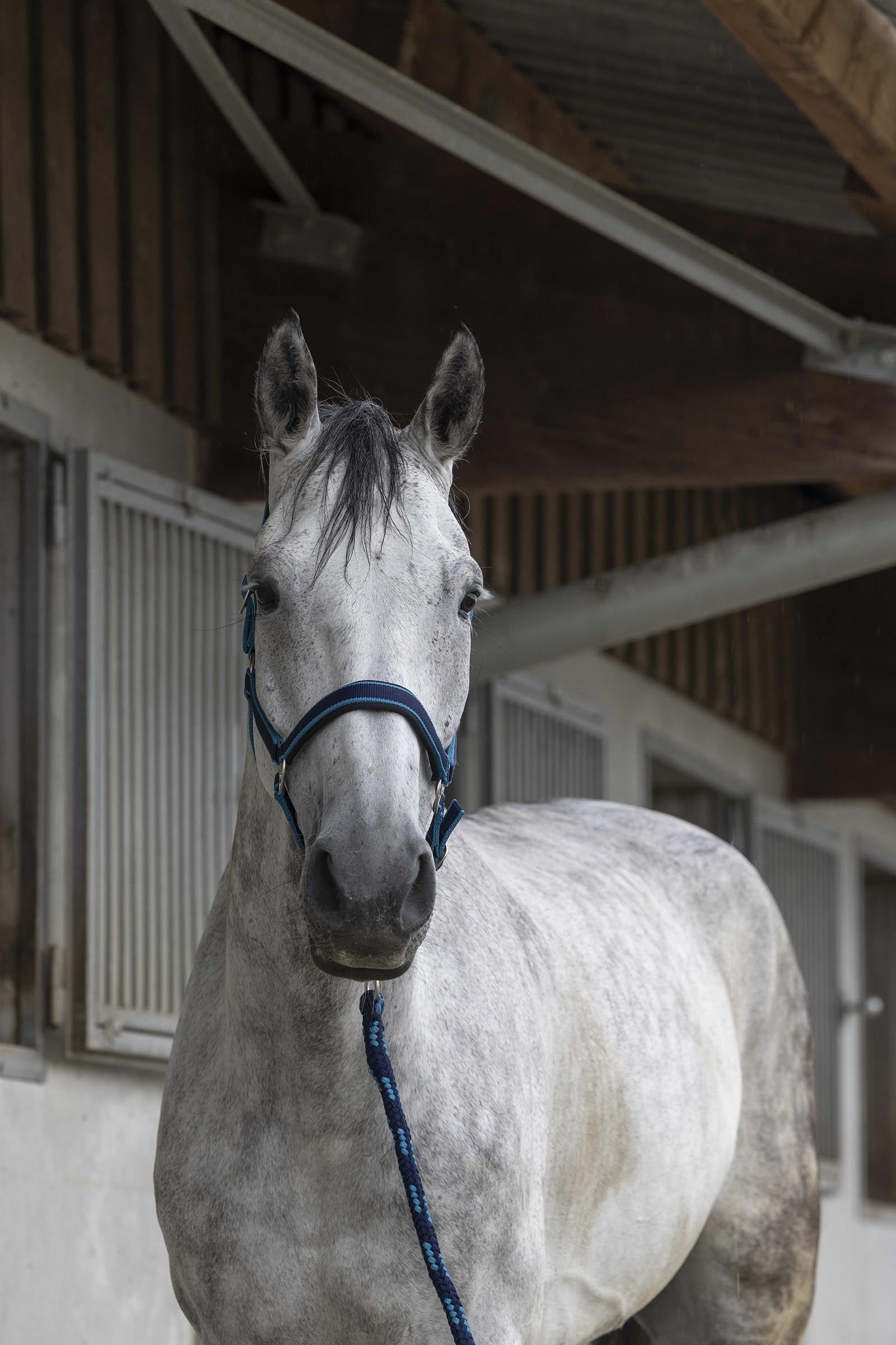 EQUITHÈME Satin Halter + Lead Halters & Leads