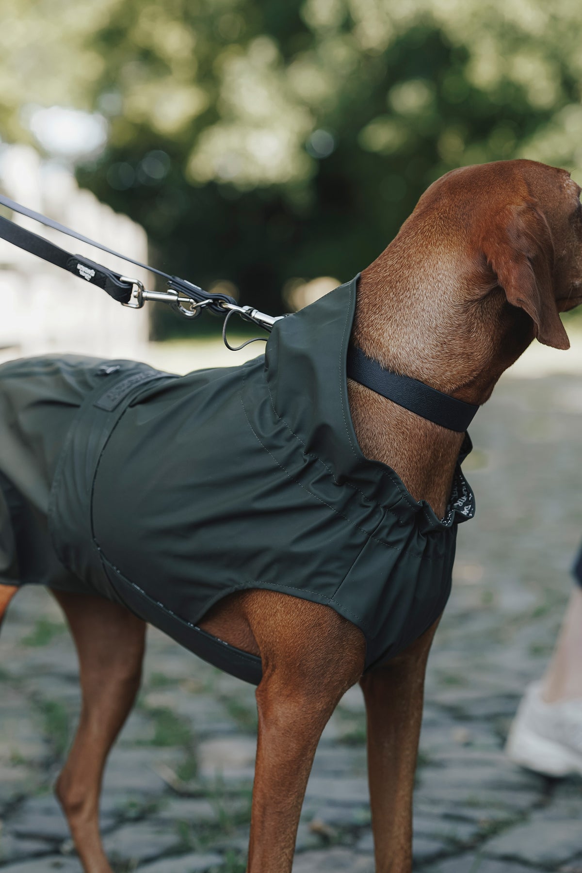 Eskadron Hunter x ESKADRON SPARK ADJUST Dog Leash Dog Accesories