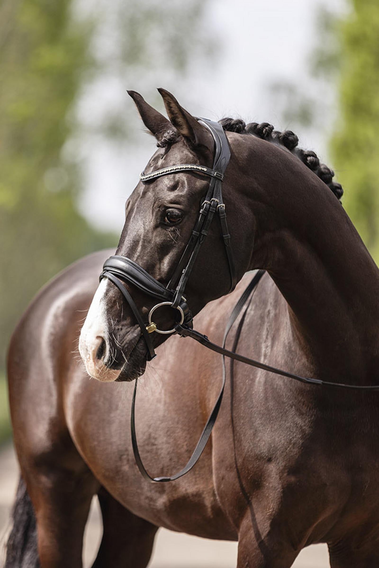 Anky ANKY Comfort Line Bridle With Pull Back Bridles & Reins