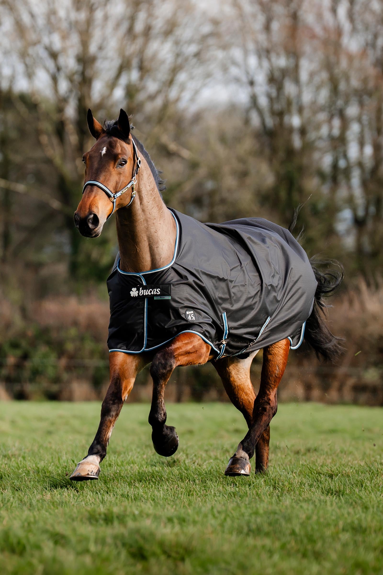 Bucas Anniversary SD Light Rain Turnout Rug, 0g Horse Rugs