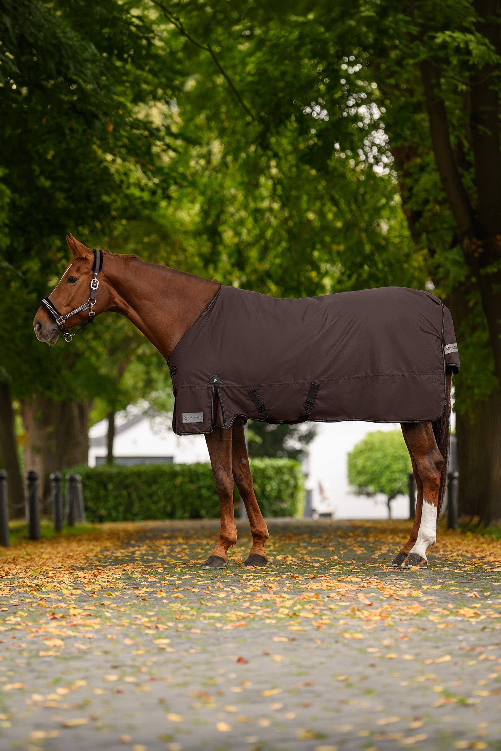 Waldhausen Arctic Outdoor Rug, 100 g Horse Rugs