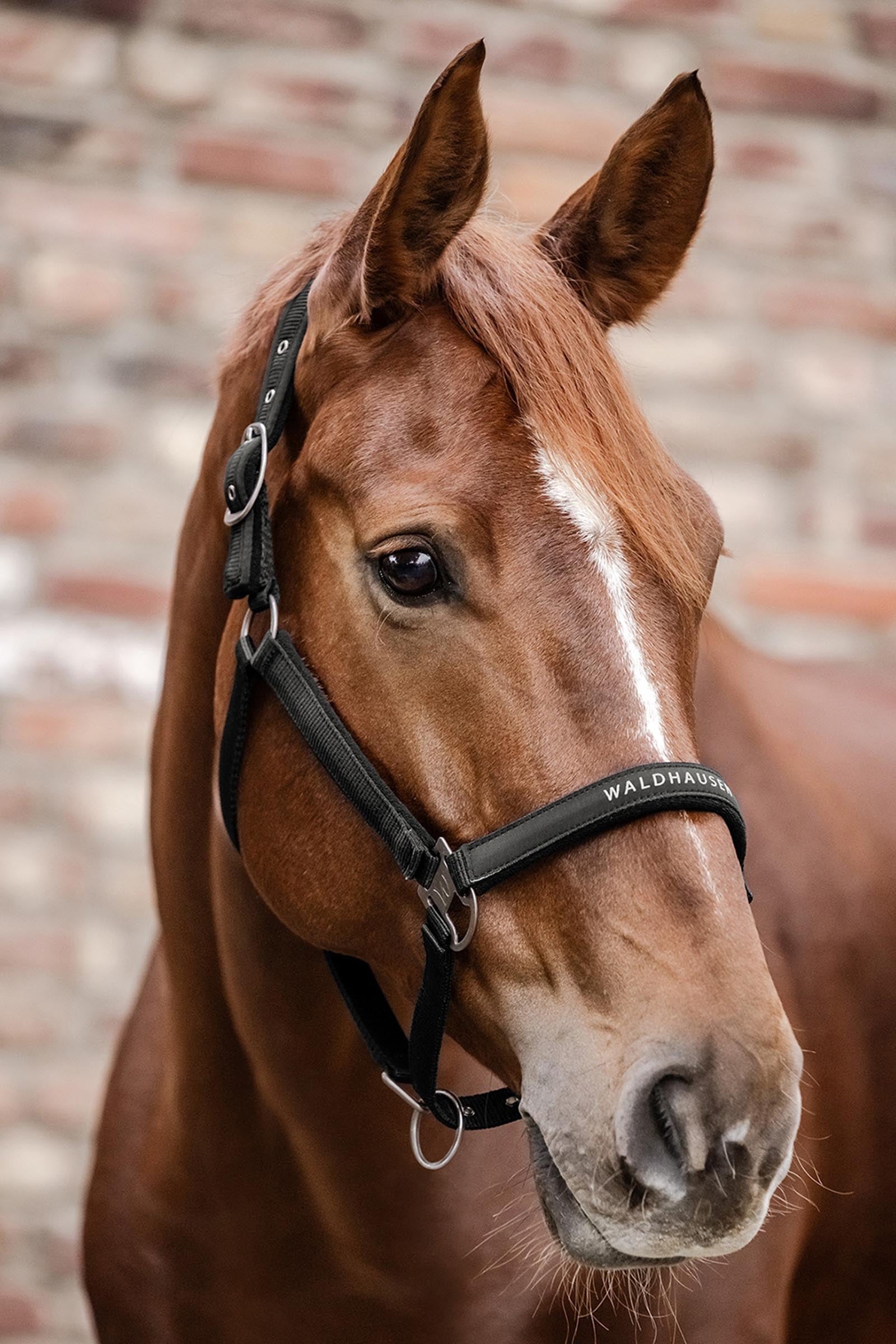 Waldhausen Athletic Halter Halters & Leads