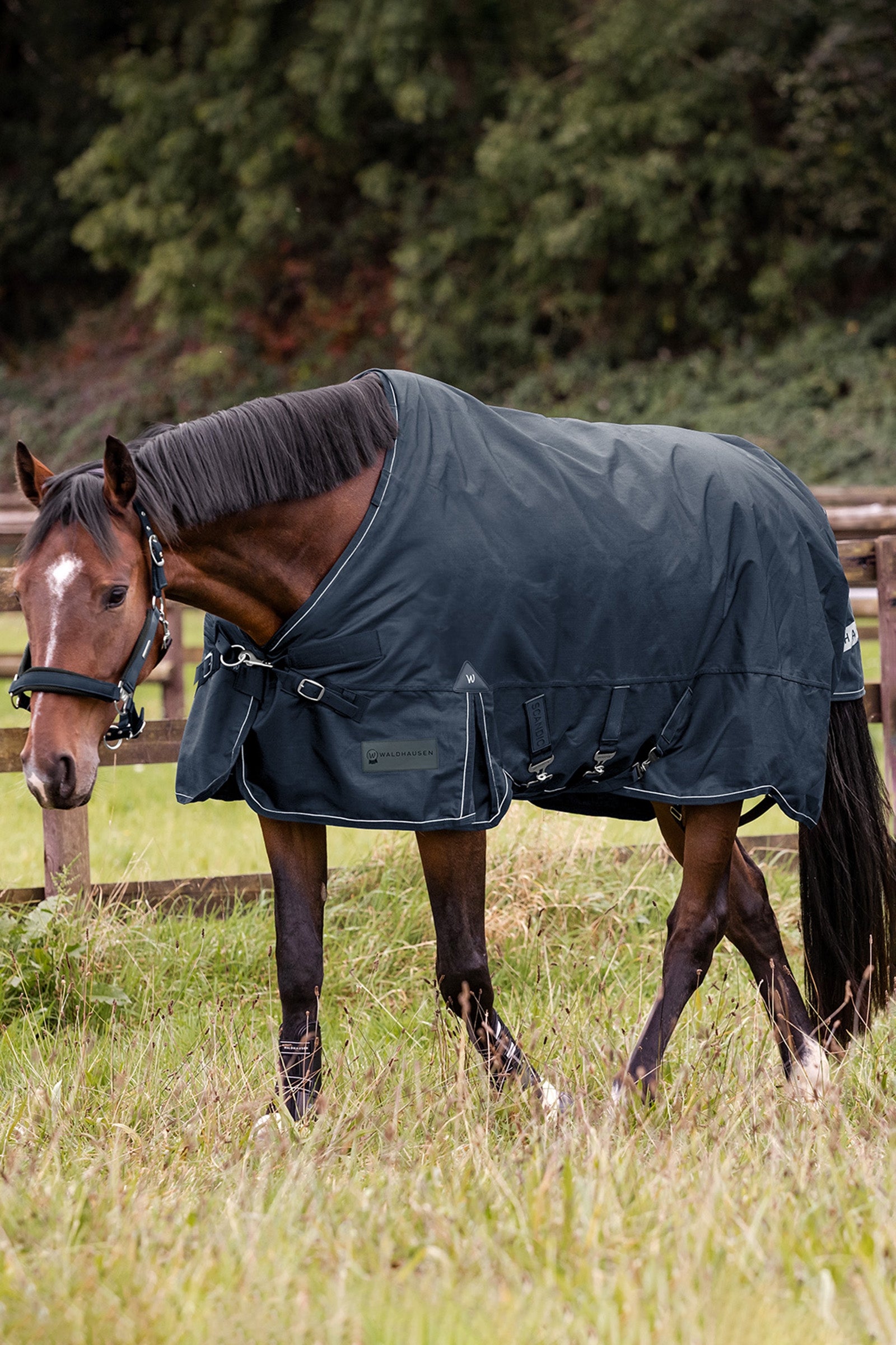 Waldhausen Outdoor Rug Scandic Multi-Layer 250 g/100 g Horse Rugs