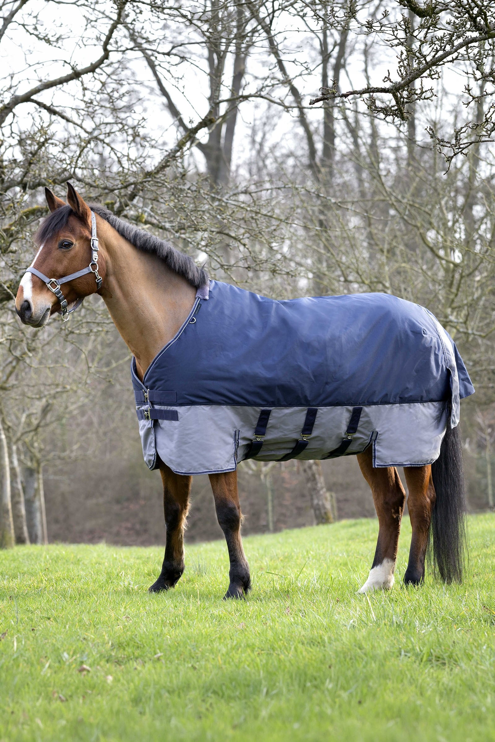 Equi Theme EQUITHÈME TYREX 600D Turnout Rug, 50 g Horse Rugs
