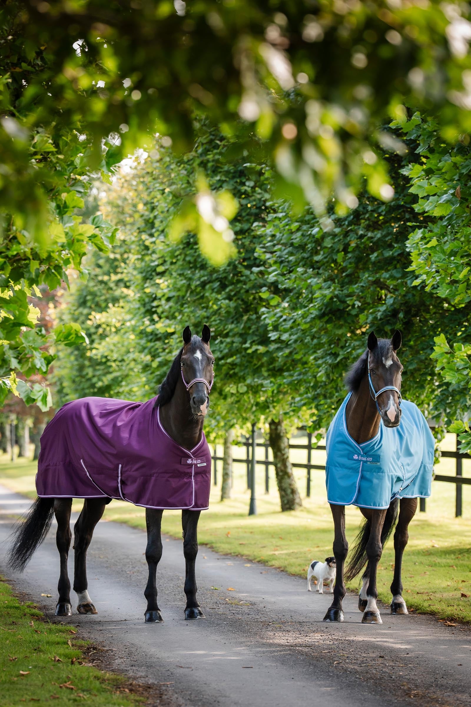 Bucas Freedom Pony Turnout Rug, 150g Horse Rugs