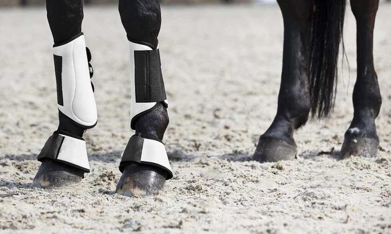 How to protect your horse's legs - Horses