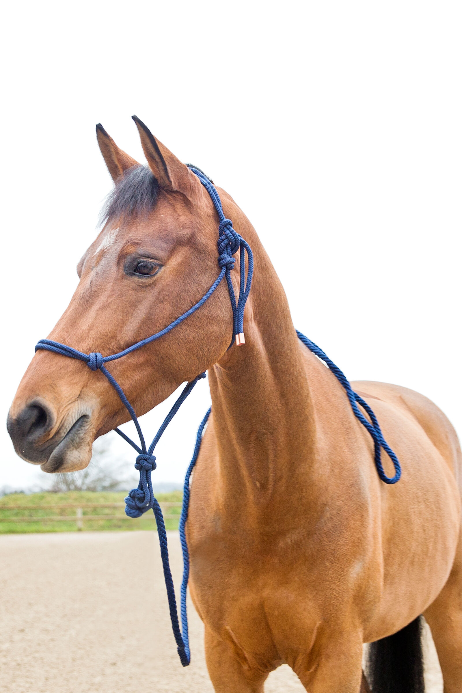 Rope halter deals